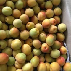 青森県産完熟豊後梅箱込み5.3キロ