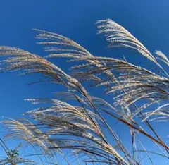 山梨県産ススキ 10本