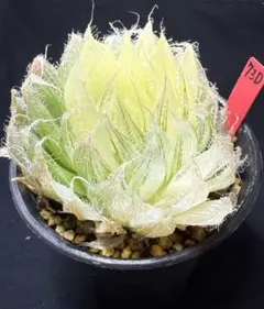 82f 多肉植物 ハオルチア 原種オブツーサ錦 自家繁殖 鉢植え発送