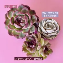 ≪連休中速達≫エケベリア３種セット(カット苗)＊韓国苗＊多肉植物