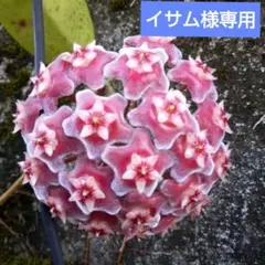 レア 原種 フィッチー ホヤ サクララン 鉢花 fitchii - メルカリ