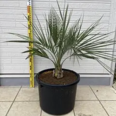 ココスヤシ 高さ鉢底から1m 13cm - メルカリ