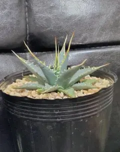 2025年最新】エボリスピナの人気アイテム - メルカリ