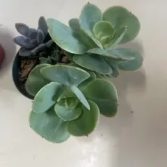 多肉植物 ピーチ姫 カット苗 - メルカリ