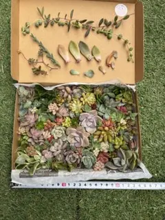 多肉植物、セダムなどカット苗、一部根付き詰め合わせ