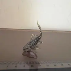 チョコQ マダラロリカリア