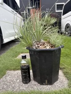 プヤ セルーレア 分頭 超大株白銀葉 希少 植物 ドライガーデン - メルカリ