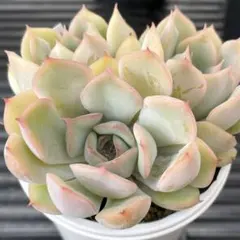 ミックスベリア ピーチック おらいさん 抜き苗 多肉植物 - メルカリ