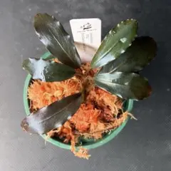 Bucephalandra sp