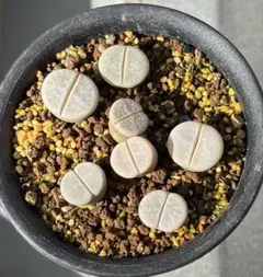 2025年最新】リトープス抜き苗の人気アイテム - メルカリ