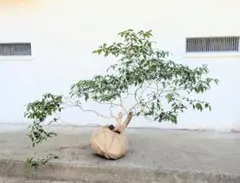 銘木。根上り山採りアセビ。 - メルカリ