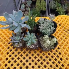 多肉植物色々6鉢抜き苗