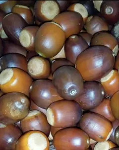 Item thumbnail for item bd9b0c38-cf85-4073-b543-9971d59bd1c1