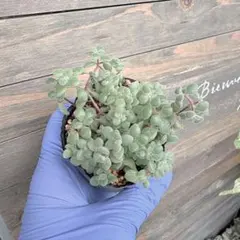 ブロウメアナ　多肉植物 セダム