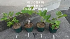 35 いちじく苗木5号　4種４本セット　売り切り特価品のサムネイル