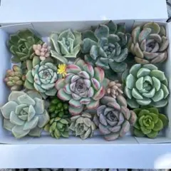 多肉植物　カット苗詰め合わせ　寄せ植えセット