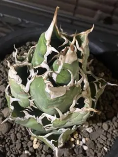 アガベ 子株 シマムラ園芸 イタメリ ② 検）悪魔 ゴジラ バケモノ