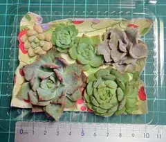 エケベリア 6個セット