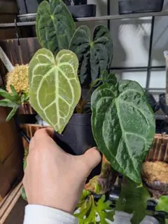 2025年最新】アンスリウム 苗の人気アイテム - メルカリ