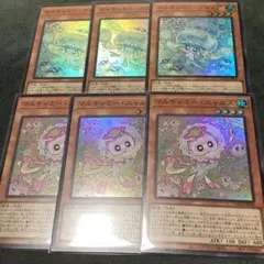 マルチャミー・プルリア、マルチャミーニャルス　各3枚