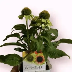 ひろりん様 リクエスト 2点 まとめ商品