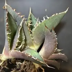アガベ　オアハカ　オテロイ　現地球　チタノタ アガベ オアハカ 