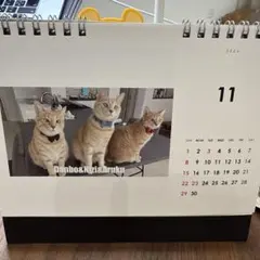 【若埜ん家】2026年度にゃんずカレンダー1個