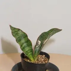 2025年最新】サンスベリアの人気アイテム - メルカリ