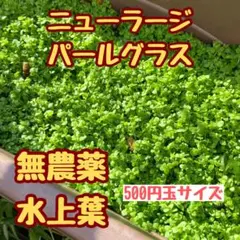 【メルカリ便】ニューラージパールグラス付き軽石　22×12×23cm メルカリ便】ニューラージパールグラス付き軽石 22×12×23cm