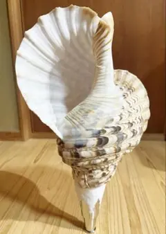 2025年最新】法螺の人気アイテム - メルカリ