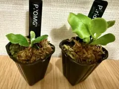 【add】ビカクシダセット　ジェニー　OMG　など＋リドレイ10株 add様専用】ビカクシダセット ジェニー OMG など＋リドレイ10株