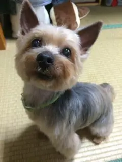 シマナガがんちゃん様用