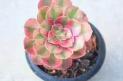 アエオニウム 欧嘉莉 法師锦5頭群生、ピンクウィッチ 5頭群生 プーケ型 アエオニウム 欧嘉莉 法師锦5頭群生、ピンクウィッチ 5頭群生 プーケ型
