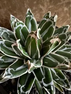 2025年最新】児玉姫笹の雪の人気アイテム - メルカリ