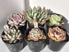 2025年最新】ミックスベリア 青鬼の人気アイテム - メルカリ