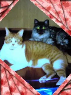 品物に関しての、質問、オーダーのご相談、このページでお願い致します。