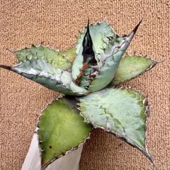 t*a様 【Lj_plants】R272アガベ ライオンズメーン/ライオンズメイのサムネイル