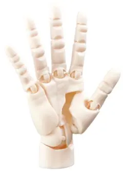 コトブキヤ 1/2 ハンドモデル/R ペールオレンジ