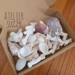 各種　貝殻　MIX