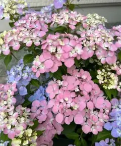 紫陽花 八重絞り手毬 挿し穂1本 - メルカリ