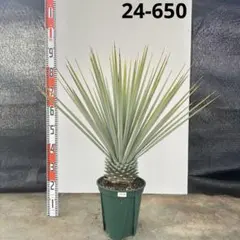 2026年最新】Yuccaの人気アイテム - メルカリ