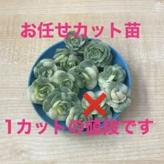 2025年最新】ラブリーローズ錦の人気アイテム - メルカリ