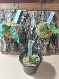 2025年最新】ビカクシダ 胞子培養 セットの人気アイテム - メルカリ