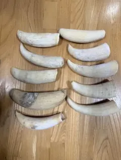 2026年最新】マッコウクジラの歯の人気アイテム - メルカリ