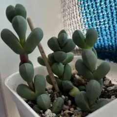 多肉植物 レーマニー 抜き苗 C - メルカリ