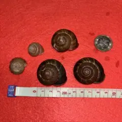 陸貝３種.貝殻.貝標本