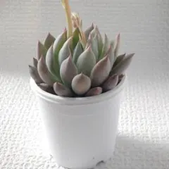 実生苗　多肉植物　エケベリア　⑮