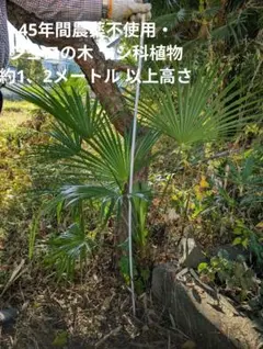 2026年最新】シュロ苗の人気アイテム - メルカリ