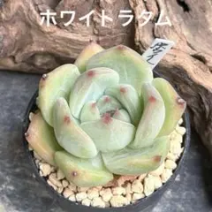 あゆみ様専用＊多肉植物 ブルーバニラ - メルカリ