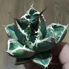 アガベ　南アフリカダイヤモンド錦 tokuna18 くんに綺麗に撮ってもらった SAD錦‬